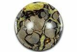 Eye-Eatching Polished Septarian Dish - Madagascar #371702-1